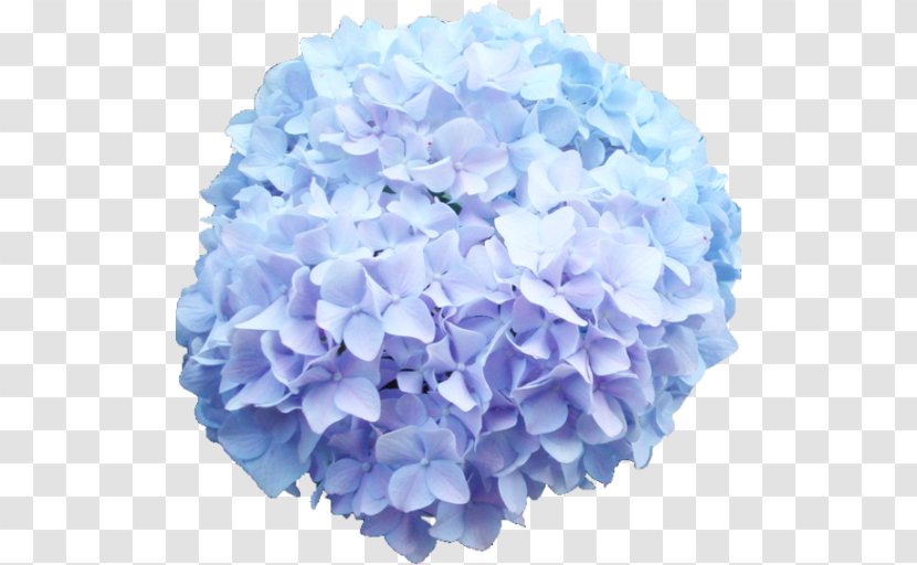 French Hydrangea Cut Flowers Blue Rose - Red - Flower Transparent PNG