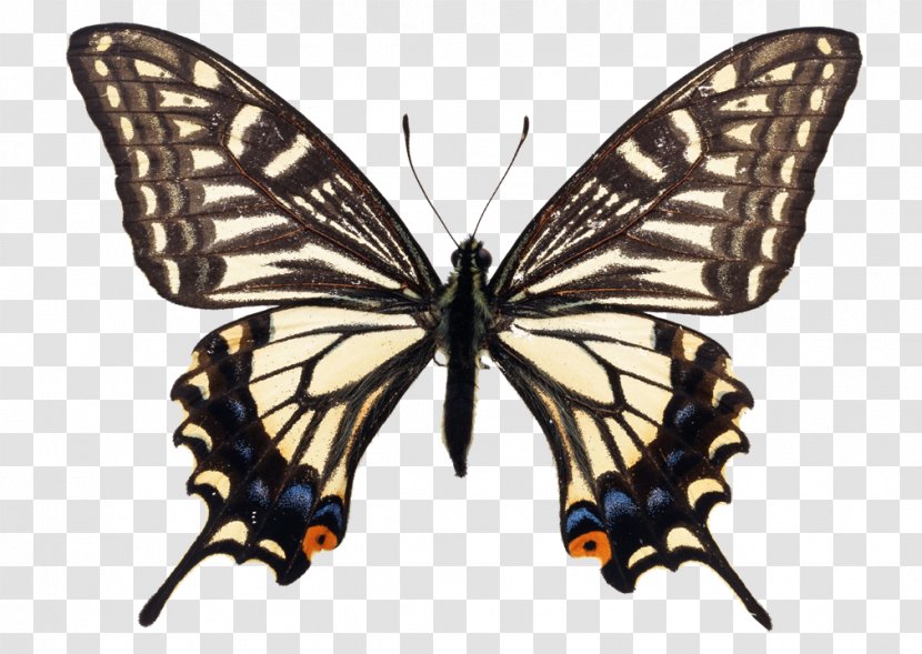 Swallowtail Butterfly Asian Insect - Symmetry Transparent PNG