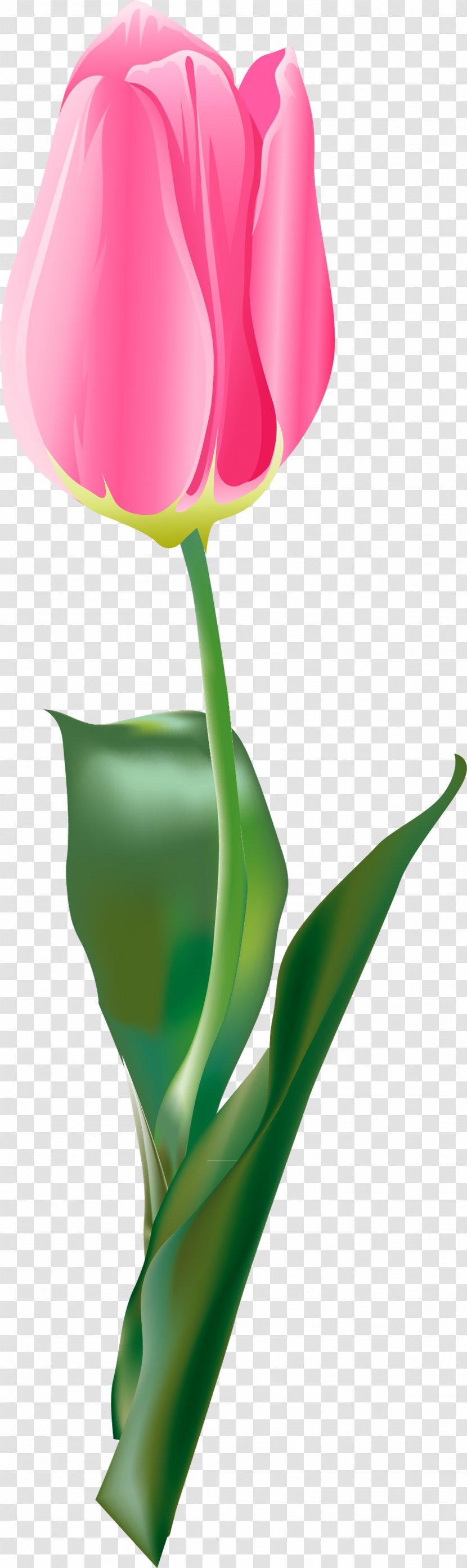 Tulip Flower - Rose - Tulips Transparent PNG