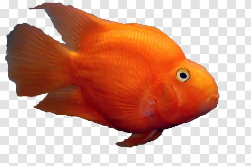 Goldfish Aquariums Blue Parrotfish Blood-red Parrot Cichlid - Fresh Water - Fish Transparent PNG