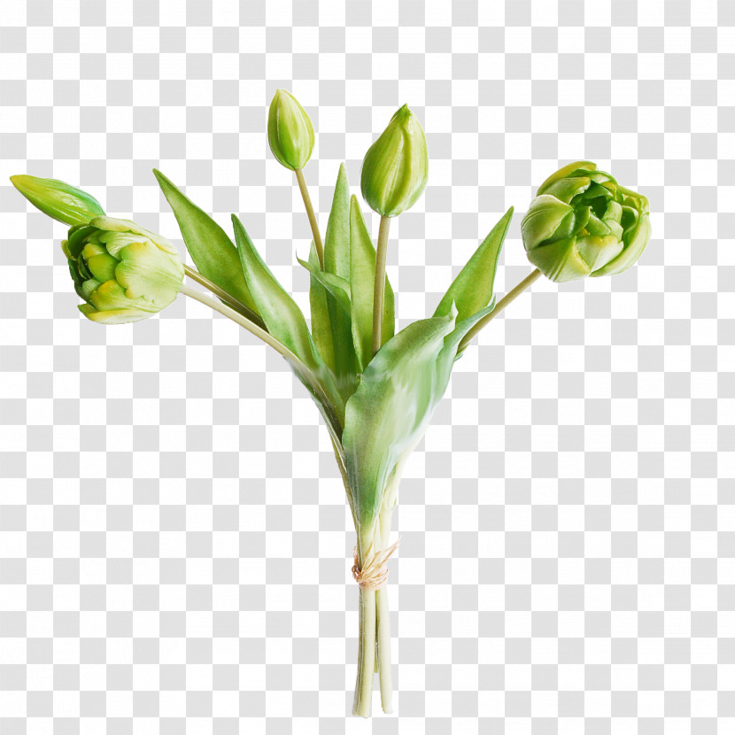 Flower Plant Bud Pedicel Plant Stem Transparent PNG