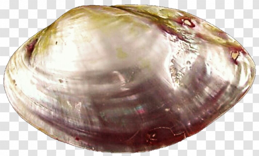 Cockle Clam Veneroida Shankha Tellinidae - Food - Seashell Transparent PNG