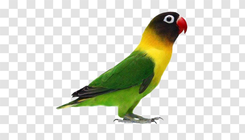 Parrot Yellow-collared Lovebird Fischer's Rosy-faced - Organism Transparent PNG