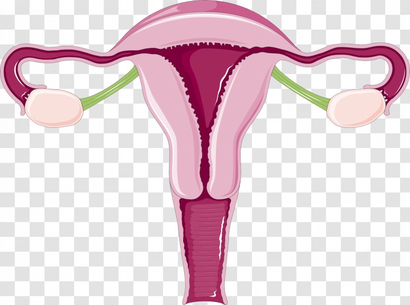 Uterus Uterine Fibroid Endometrium Menstruation Cervix - Cartoon - Flower Transparent PNG