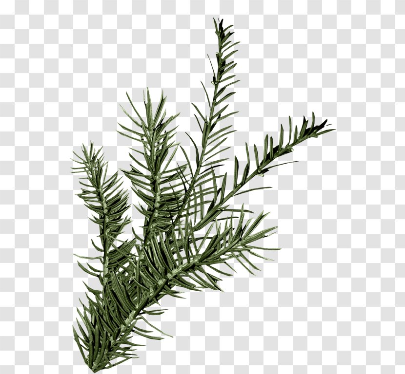 Leaf Spruce Green - Yew Family Transparent PNG