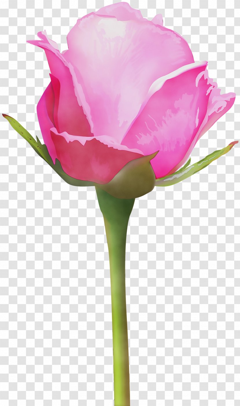 Garden Roses - Rose - Pedicel Transparent PNG