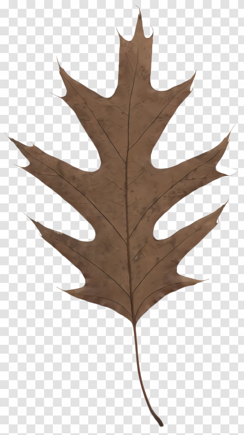 Maple Leaf - Plane - Black Oak Transparent PNG