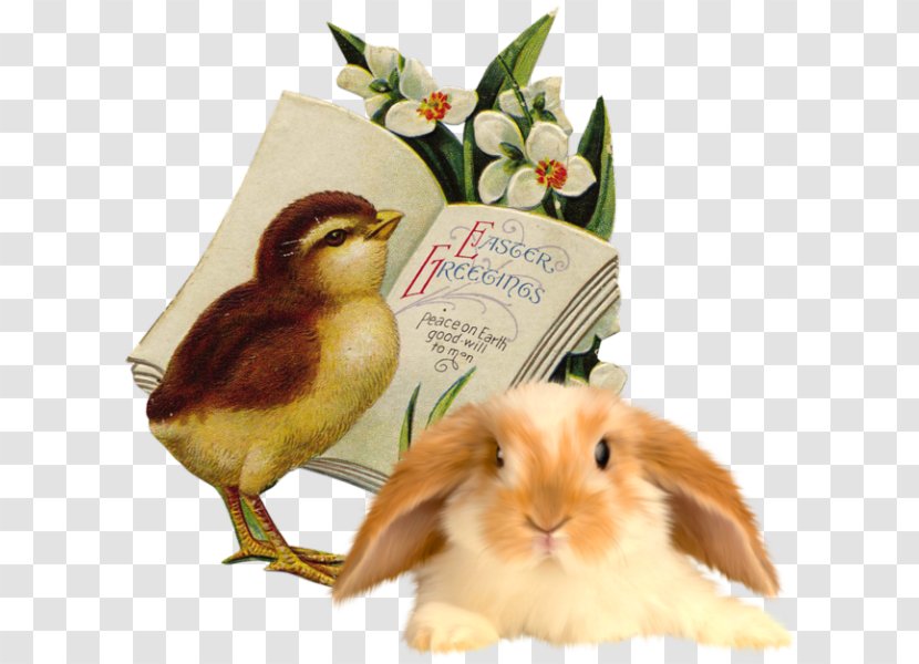 Domestic Rabbit Easter Bunny Postcard Clip Art Transparent PNG