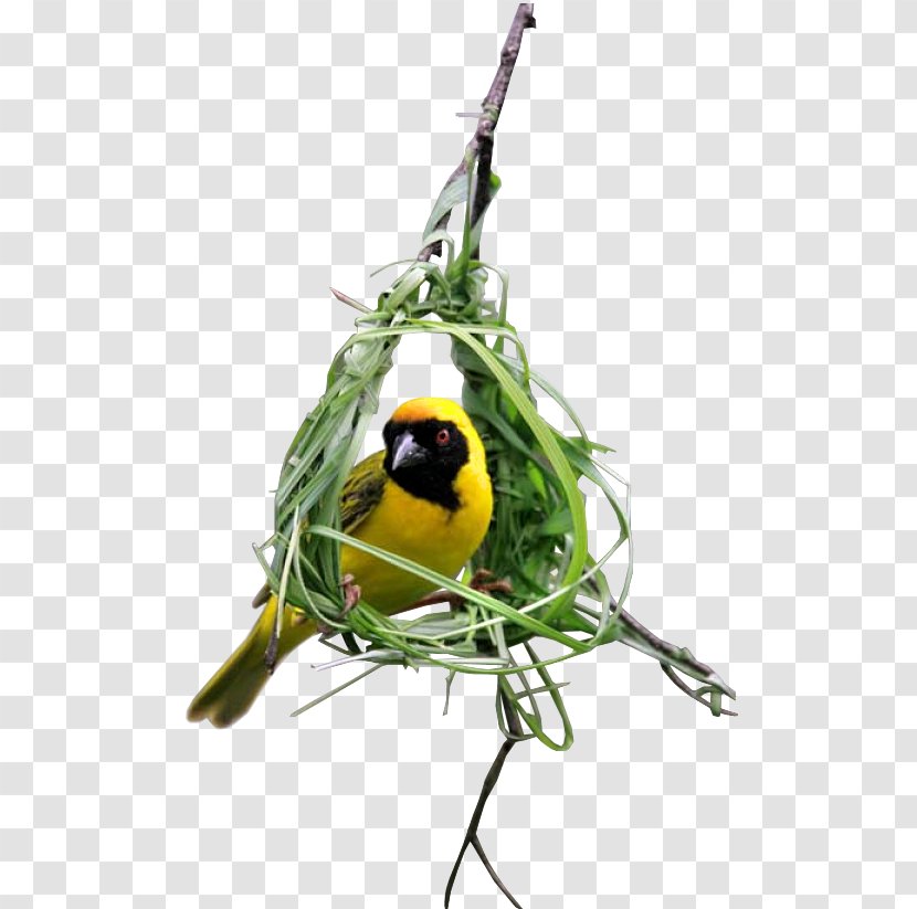 Bird Feather Internet Old World Orioles Transparent PNG