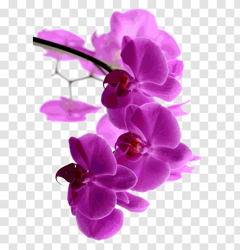 Moth Orchids Dendrobium Pink M Flora - Mind And Body Transparent PNG