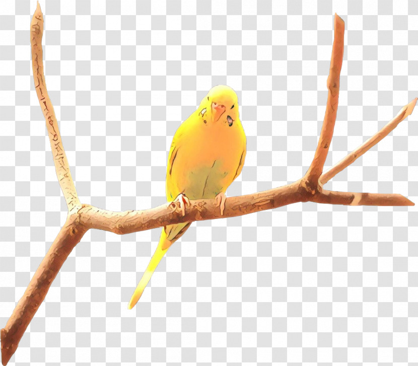 Bird Beak Branch Budgie Atlantic Canary Transparent PNG