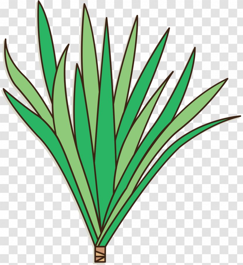 Leaf Clip Art Plant Stem Line Grasses - Botany - Tree Transparent PNG