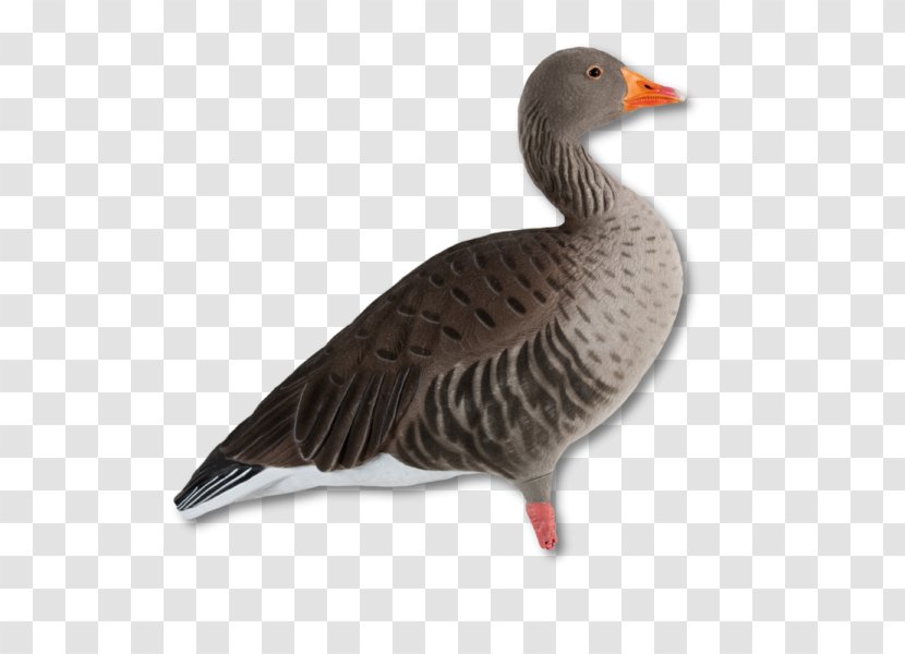 Greylag Goose Duck Mallard Canada - Flock Transparent PNG