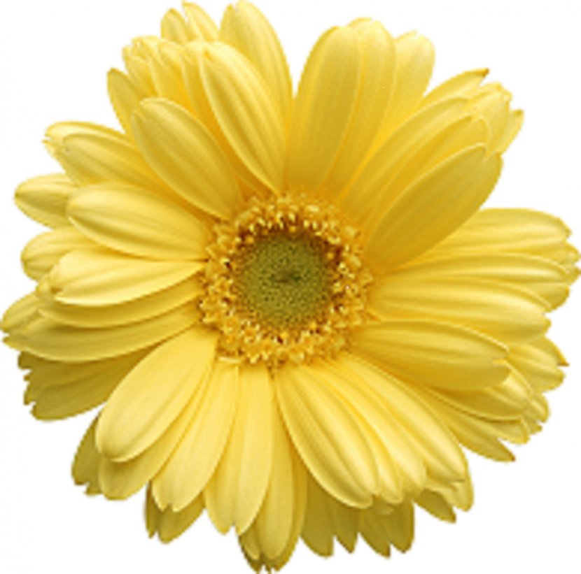 Common Daisy Transvaal Clip Art - Flowering Plant - Flowers Transparent PNG