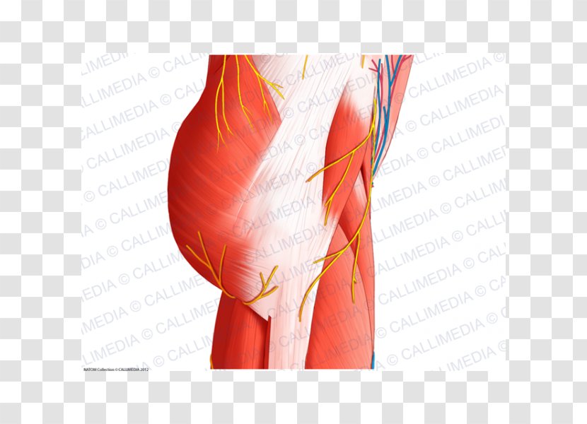Muscles Of The Hip Anatomy Human Body - Heart - Blood Vessels Transparent PNG