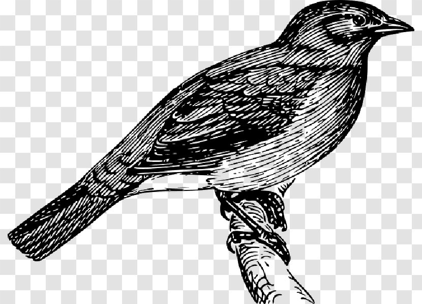 Drawing Clip Art Draw Birds How To - Free Transparent PNG