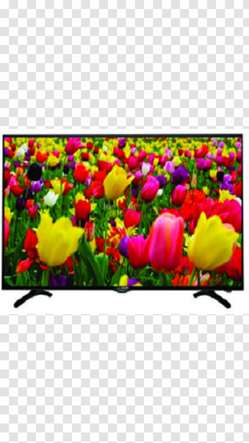 LED-backlit LCD High-definition Television HD Ready 1080p - Plant - Led Tv Transparent PNG