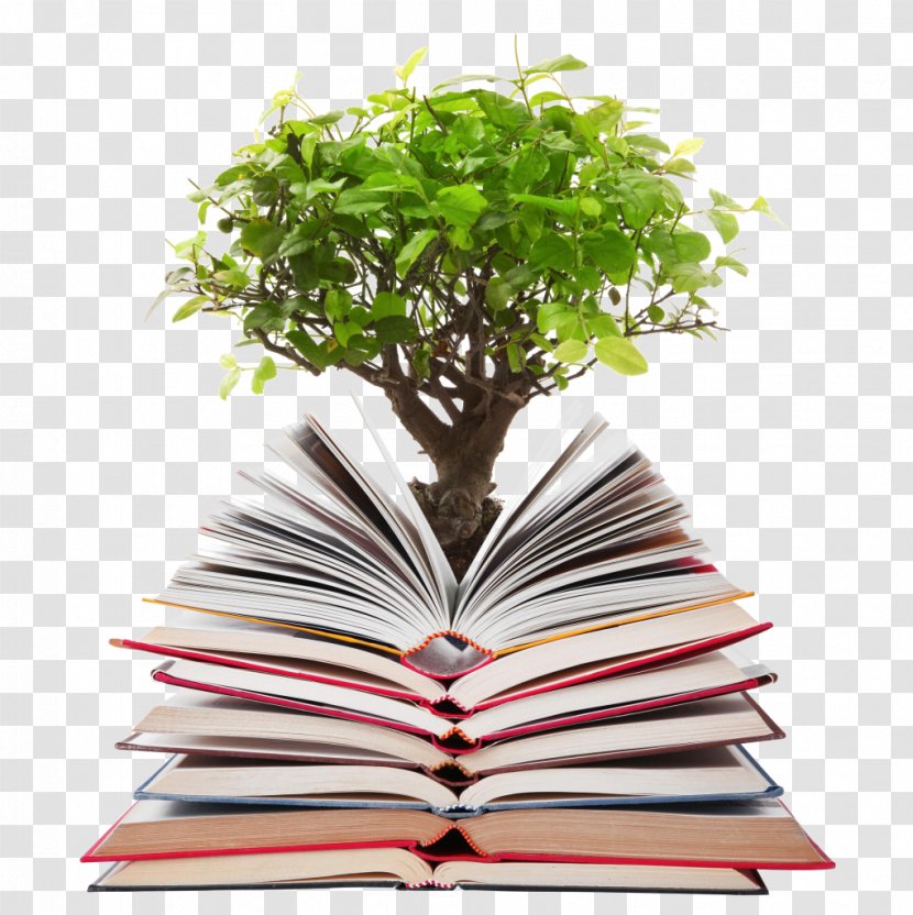 Papermaking Stock Photography Tree Bonsai - Houseplant Transparent PNG