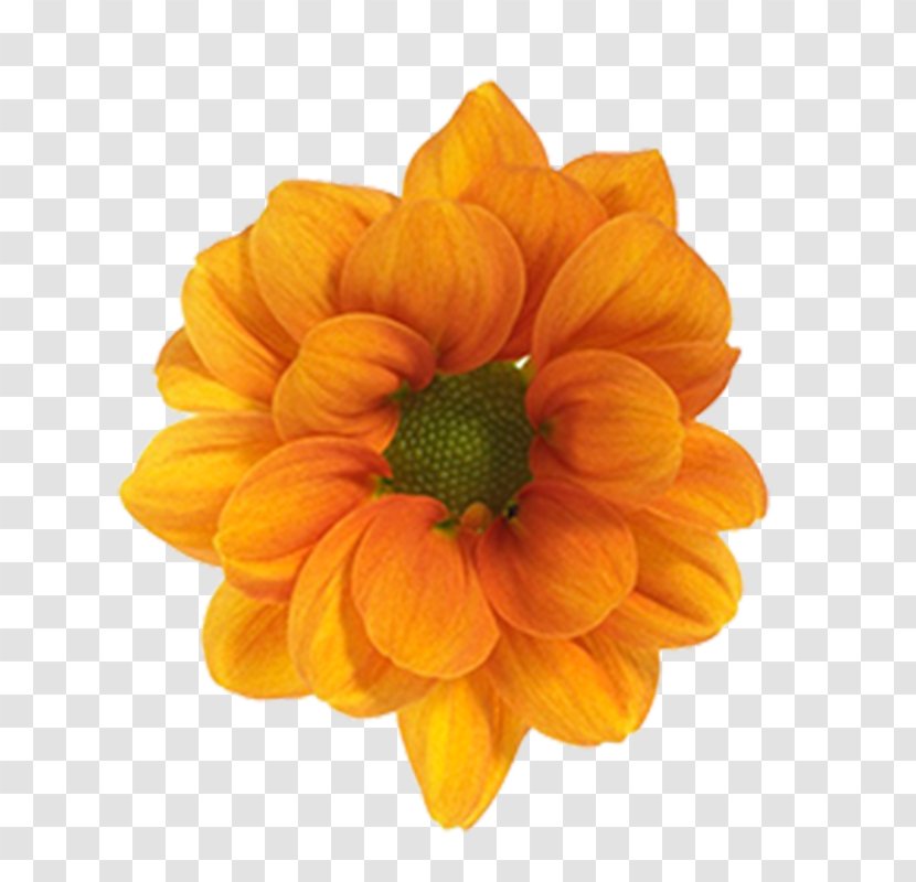 Leningradskaya Zhlobin Dahlia вуліца Леніна Chrysanthemum - Daisy Family Transparent PNG