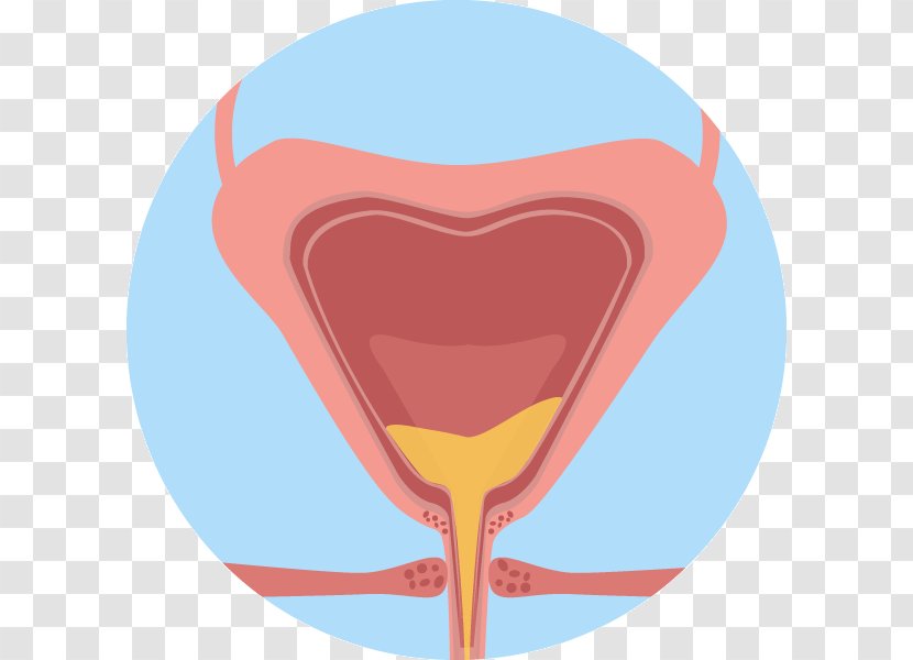 Urinary Bladder Overactive Tract Infection Kidney Clip Art - Tree - Maple Grove Transparent PNG