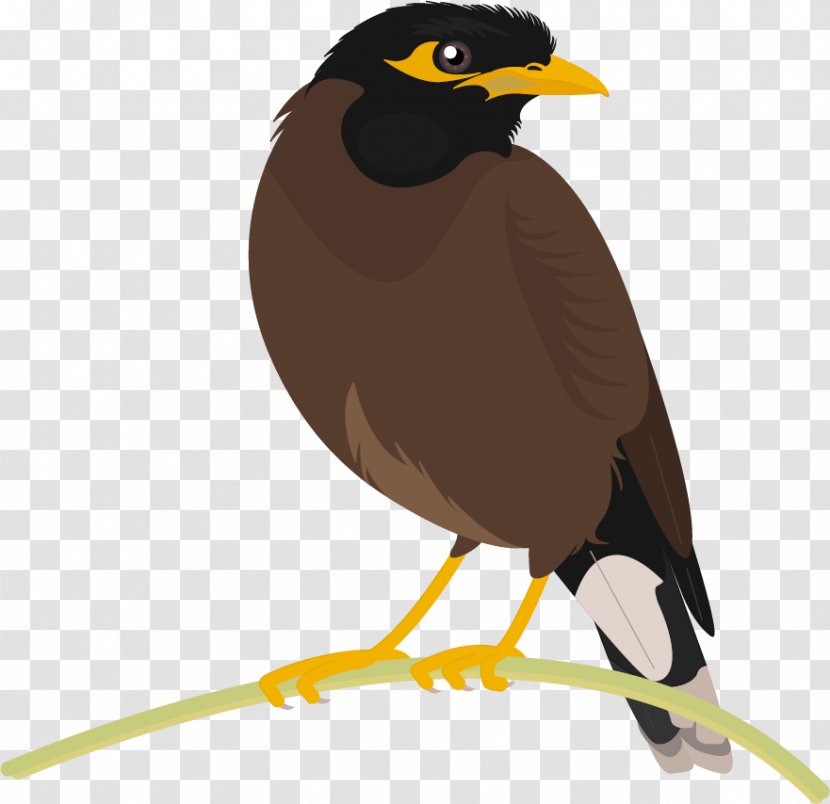 Common Myna Bird Beak - Research Transparent PNG