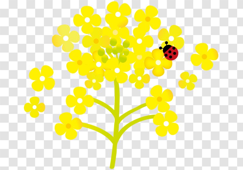 Flower And Ladybug. - Flora Transparent PNG