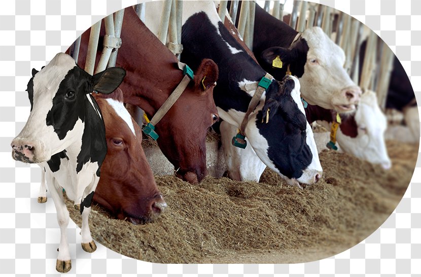 Dairy Cattle Le Sort De Bonté III Bull - Products Transparent PNG