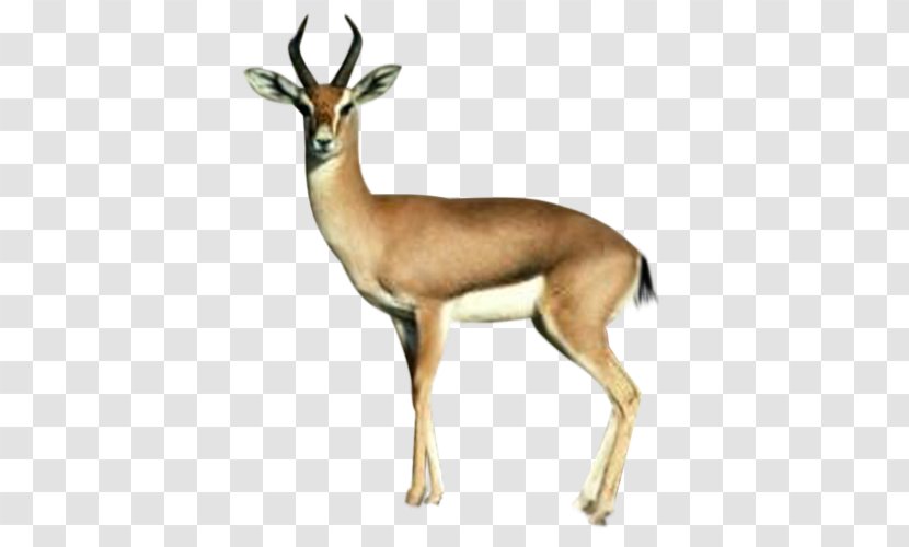 Springbok Deer Antelope - Horn Transparent PNG