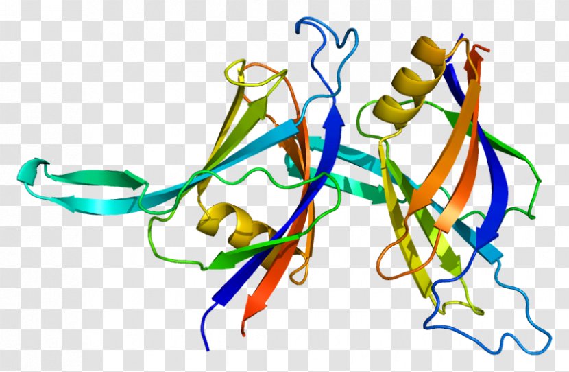 PRKCD PRPF3 Protein Kinase Ribonucleoprotein - Small Nuclear Rna Transparent PNG
