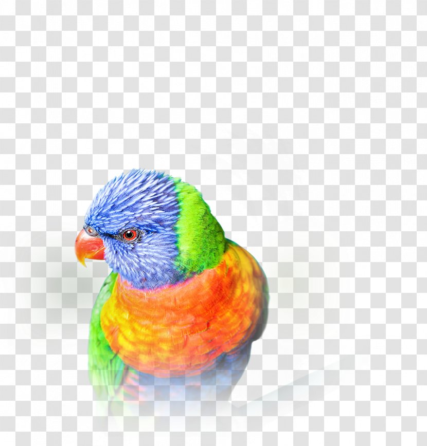 Budgerigar Beyond Clarity 4K Resolution Lories And Lorikeets Video - Overlapping Bird Transparent PNG