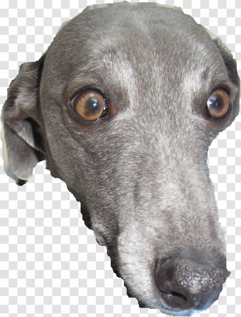 Italian Greyhound Dog Breed Christmas - Animal - Milo Transparent PNG