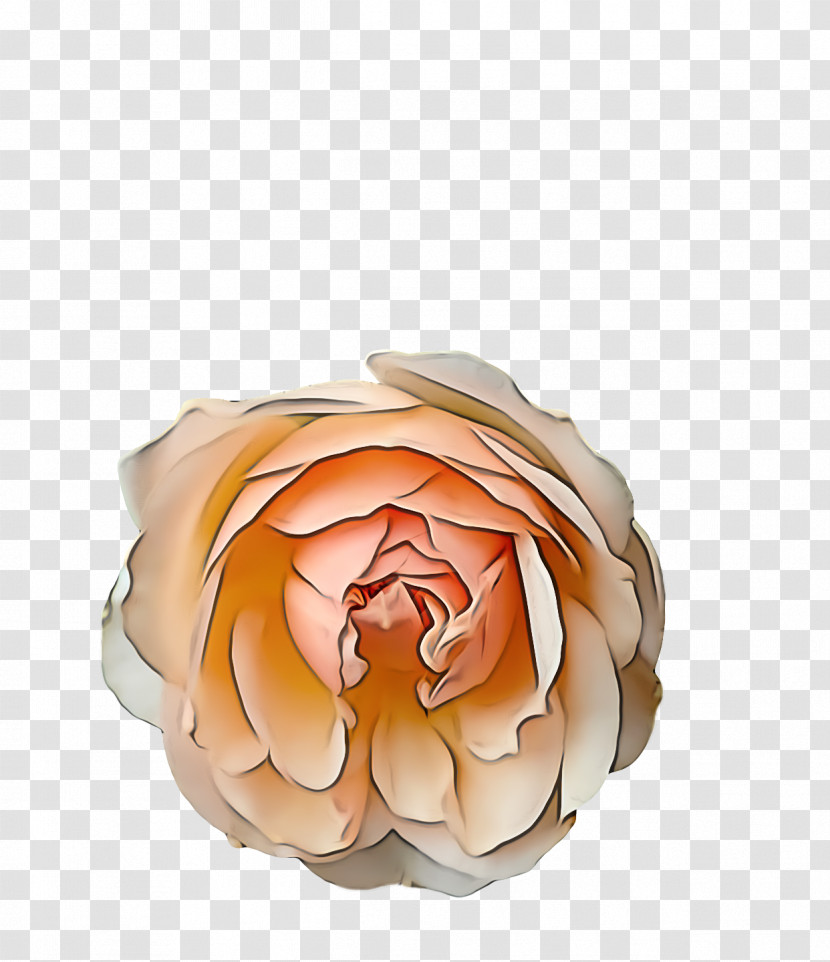 Garden Roses Transparent PNG