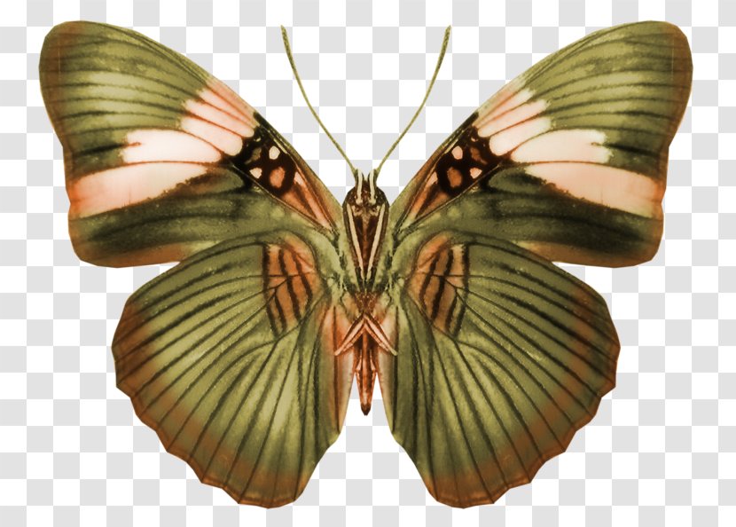 Butterfly Brush-footed Butterflies Pieridae Centerblog Silkworm - Moths And Transparent PNG