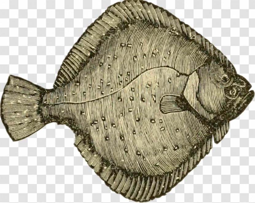 Flounder Flatfish Turbot Predatory Fish - Fauna - Fisk Transparent PNG