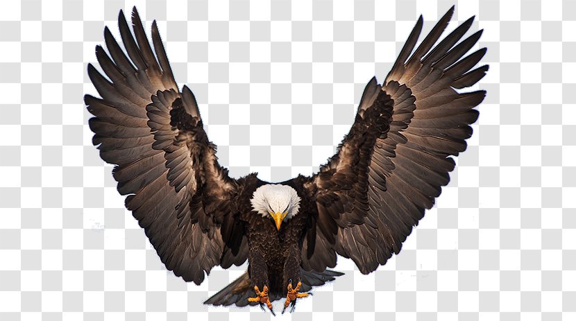 Bald Eagle Bird Of Prey Golden - Aguilas Transparent PNG