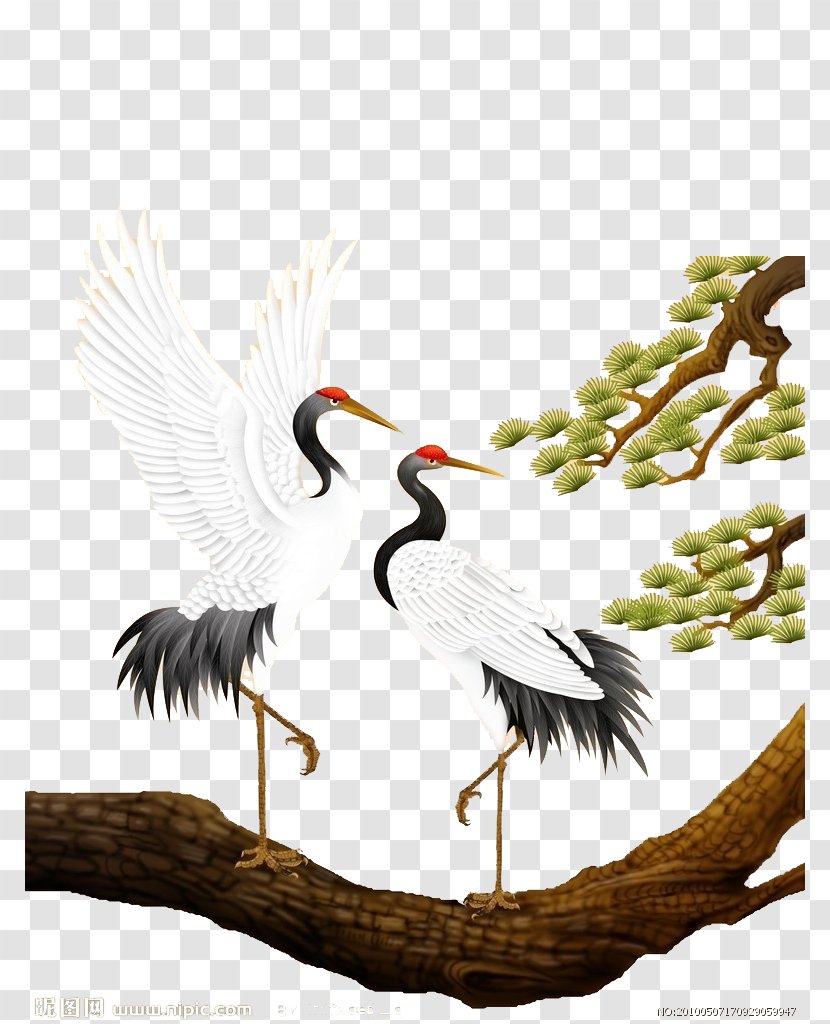Red-crowned Crane Budaya Tionghoa Bird-and-flower Painting Chinoiserie - Pinaceae - Pine And Transparent PNG
