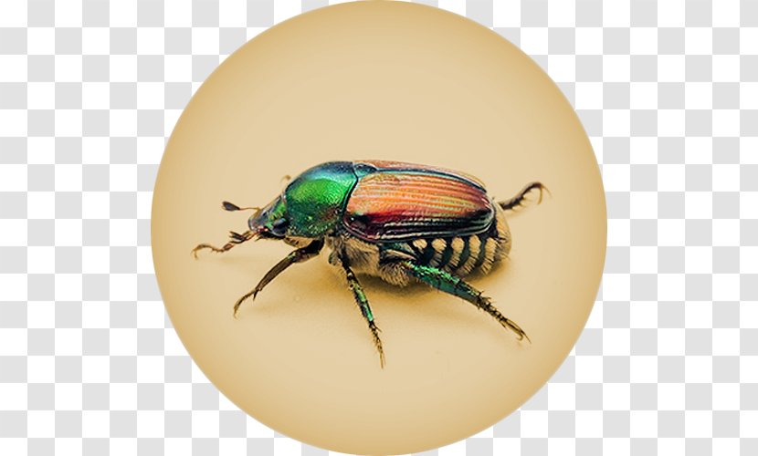 Dung Beetle Scarabs Missouri Japanese - Integrated Pest Management Transparent PNG