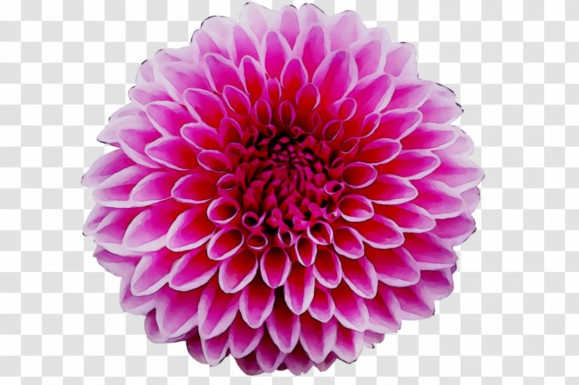 Dahlia Dietary Supplement Medicinal Plants Architecture - Flower - Daisy Family Transparent PNG
