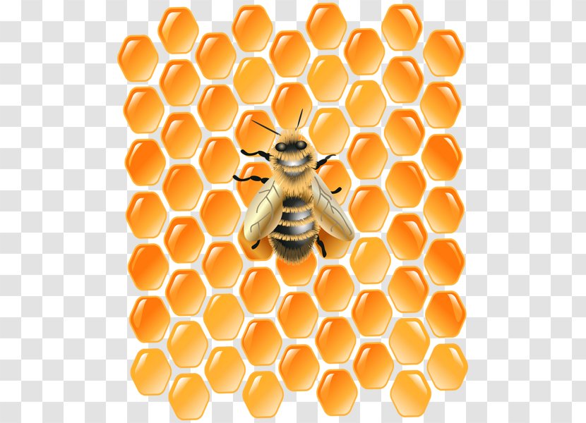 Honeycomb Western Honey Bee Desktop Wallpaper Clip Art - Insect Transparent PNG