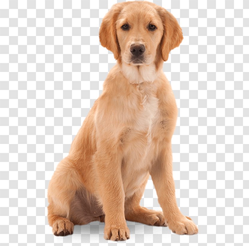 Golden Retriever Labrador Nova Scotia Duck Tolling Puppy Dog Breed - Sitting Transparent PNG