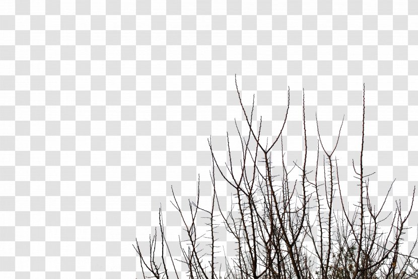 Branch Tree Desktop Wallpaper Clip Art - Branches Transparent PNG