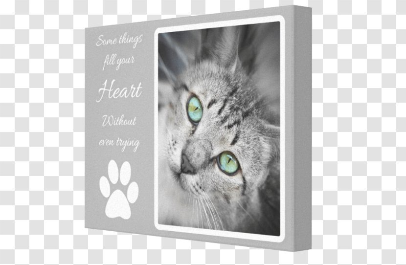 Korat Canvas Whiskers Wallpaper Image - Small To Medium Sized Cats - Heart Bit Transparent PNG
