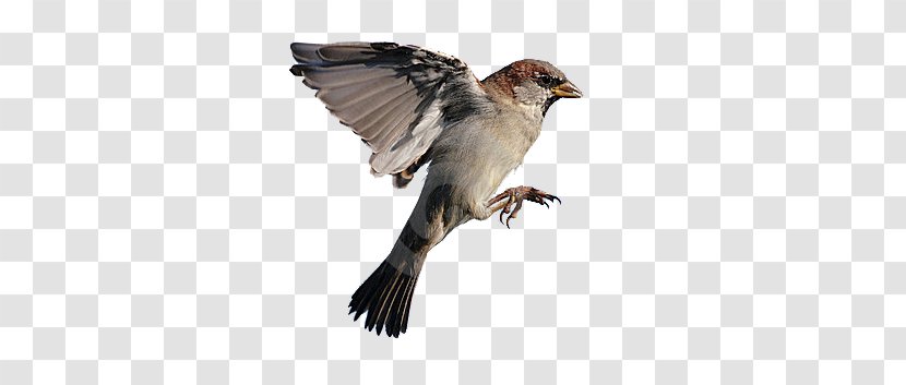 House Sparrow Bird Flight Eurasian Tree - Indigo Bunting Transparent PNG