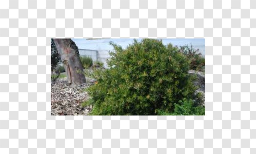 Plant Grevillea Rosmarinifolia Tree Shrub Conifers - Spider Flower - Rockery Transparent PNG