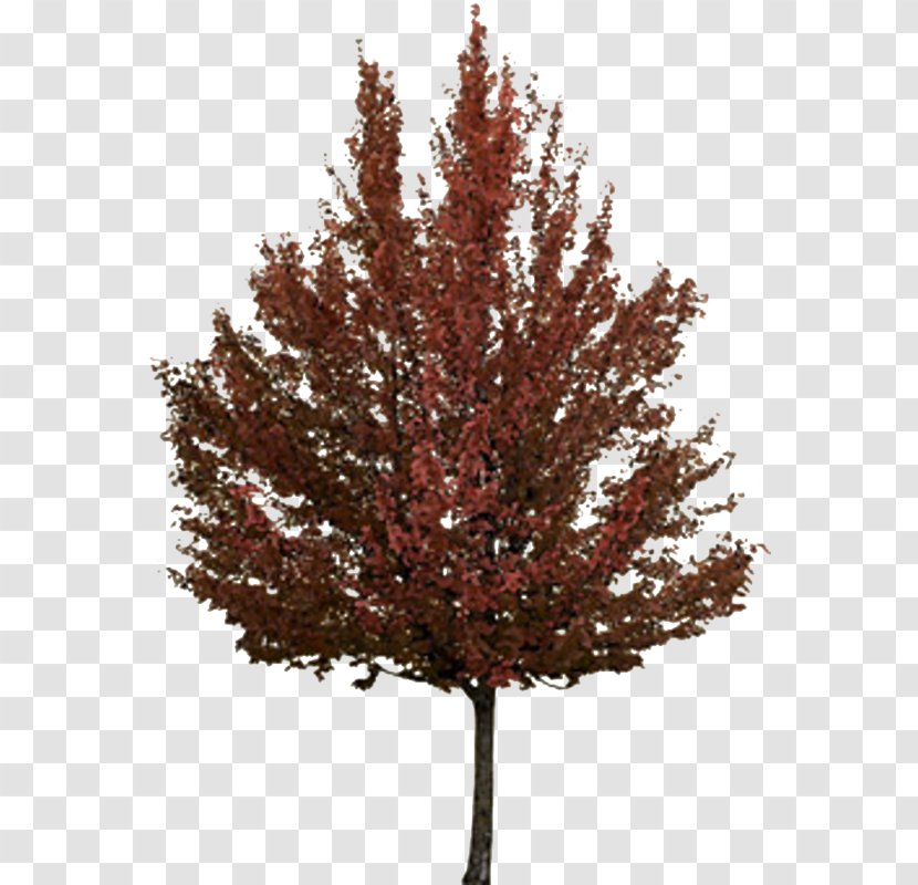 Twig Tree Autumn Japanese Maple Transparent PNG
