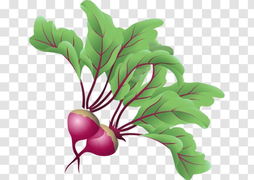 Sugar Beet Beetroot Vegetable Clip Art - Plant Stem - Beets Cliparts Transparent PNG
