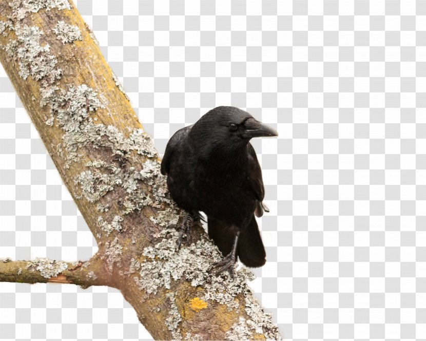 American Crow New Caledonian Bird Common Raven - Rooster - Tree Transparent PNG