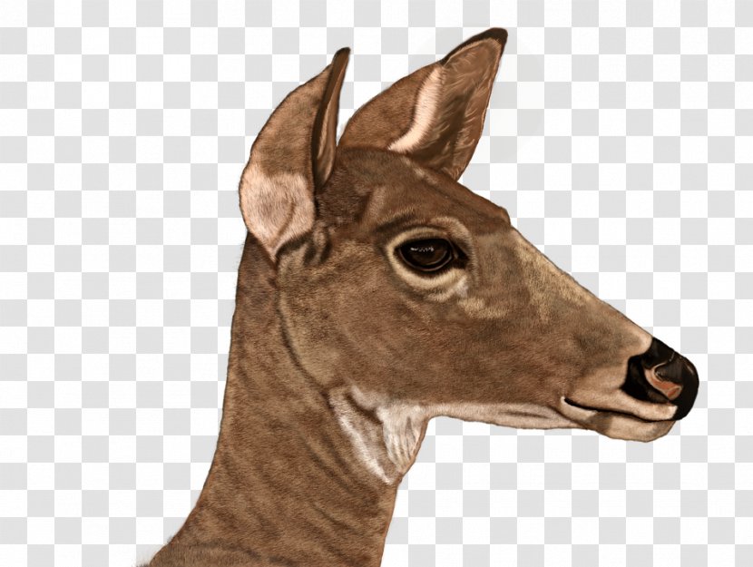 White-tailed Deer Digital Painting Roe Transparent PNG