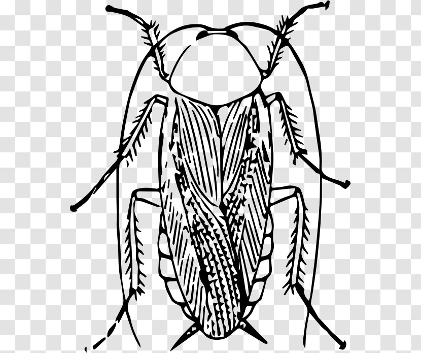 Cockroach Insect Drawing Clip Art - Arthropod Transparent PNG