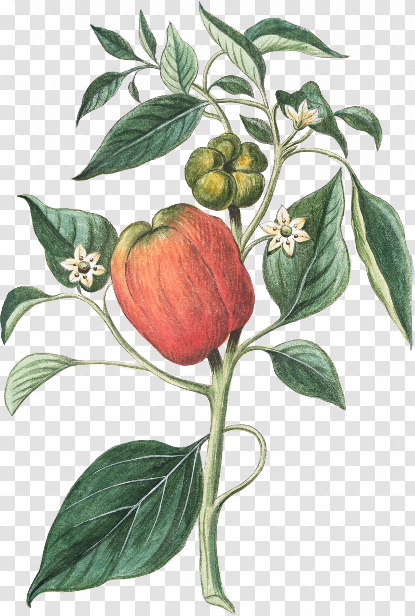 Bell Pepper Botany Drawing Bush Tomato Chili - Fruit - Black Transparent PNG